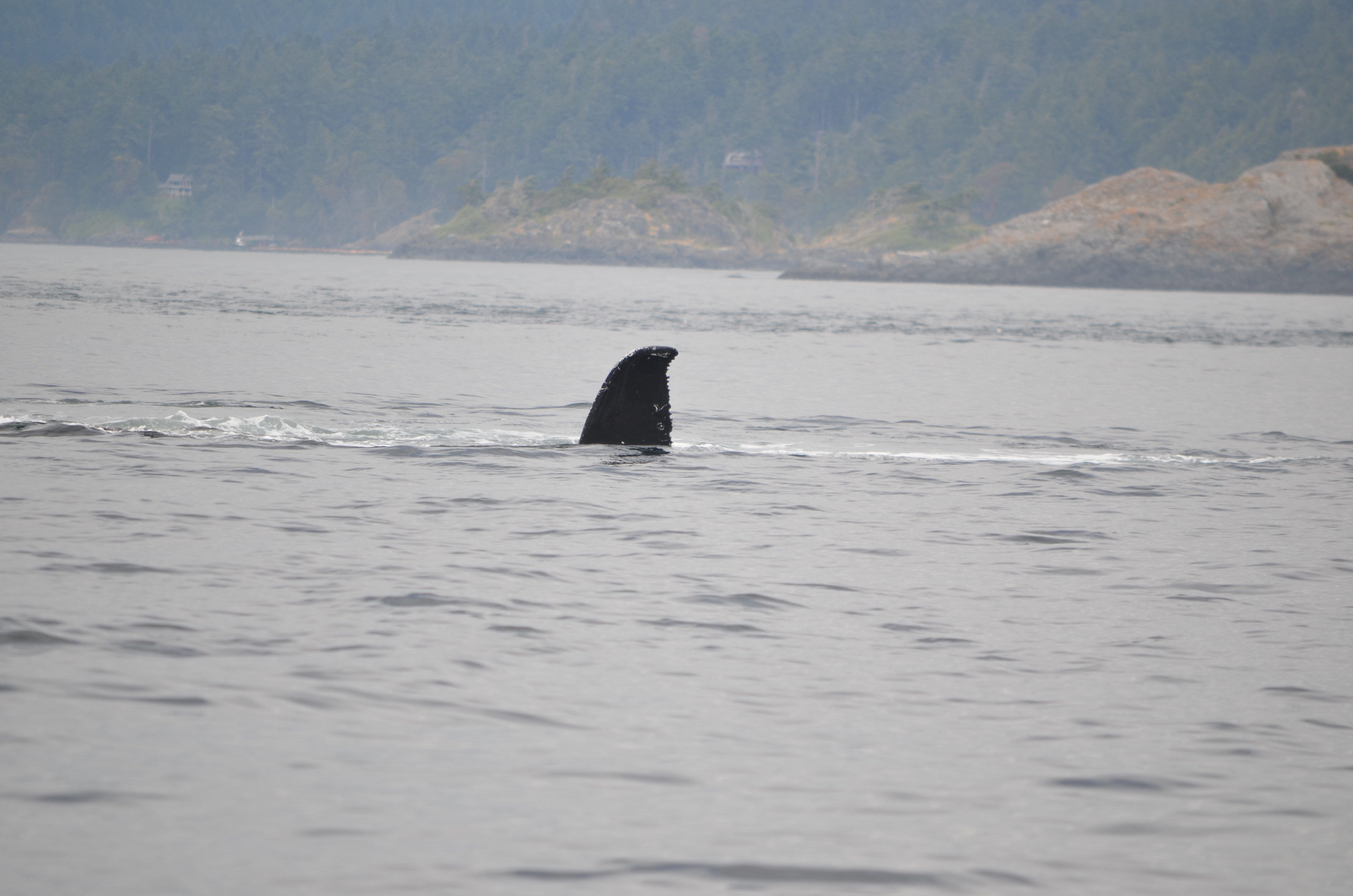 photos/wildlife/Mammal_Species/Humpback Whale/DSC_0210.JPG